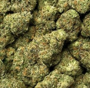 Purple LCG-Big