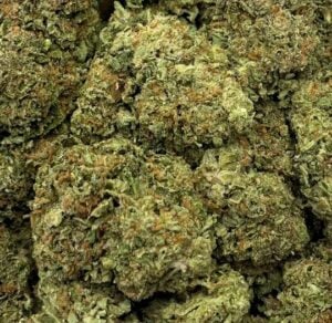 Gelato33-Big