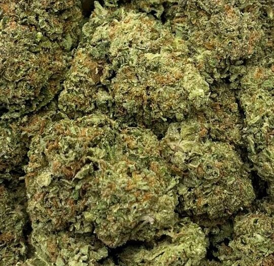 Gelato33-Big