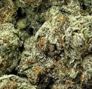 Platinum OG-Big
