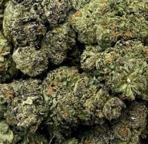 Purple Runtz-Big