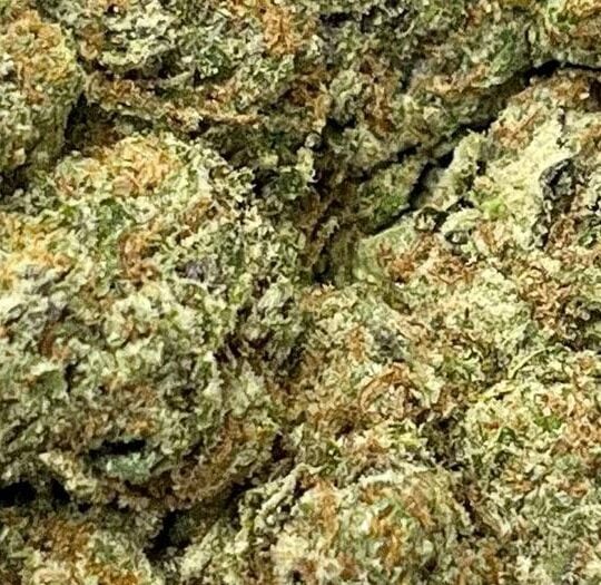 Gelato33-Big