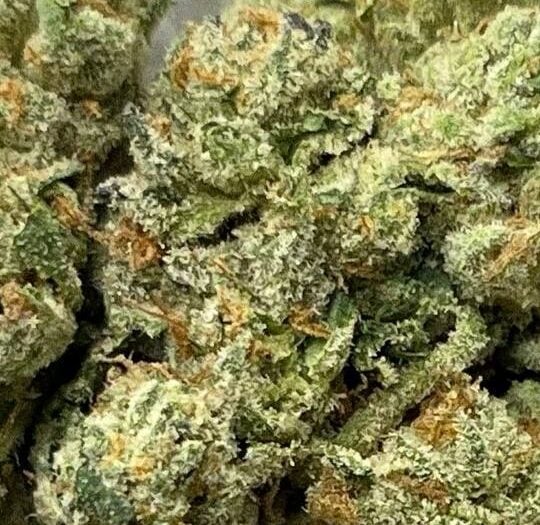 Gelato 41 x Animal Mintz Big