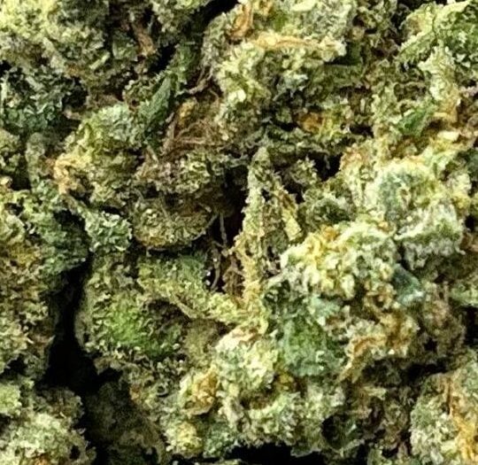 Animal Cookies Big