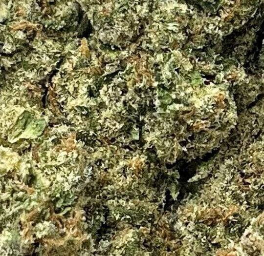 Astro Candy Big