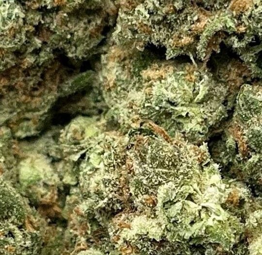 Skunk-Big