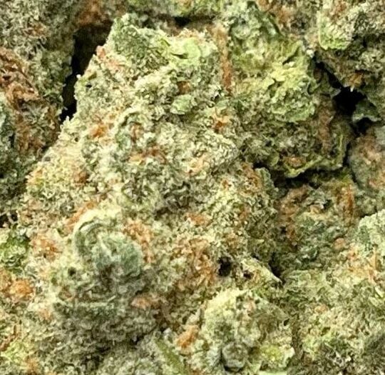 Blue Skunk Big