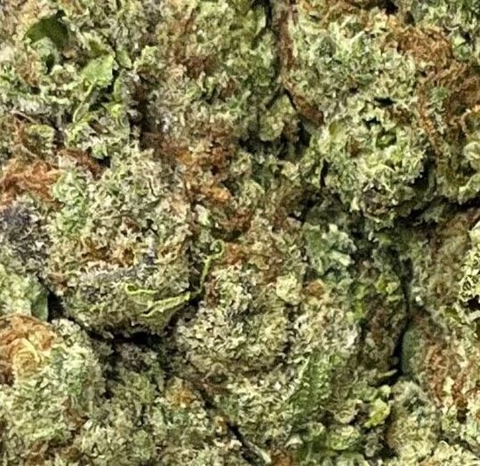 Super Lemon Cherry Big