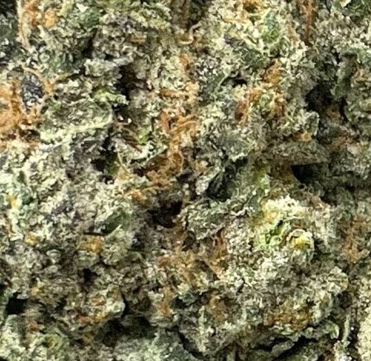 Sativa Diva Big