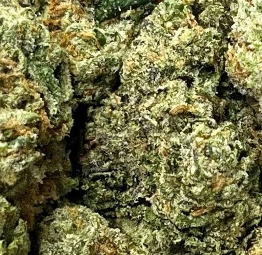 Animal Cookies Big