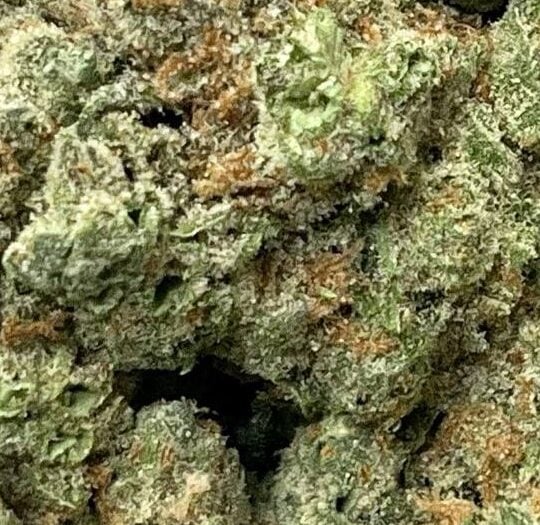 Blue Skunk Big