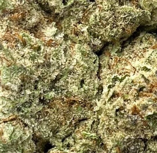 Girl Scout Cookies Big