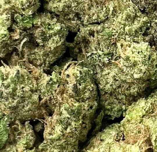 Governmint Oasis Big