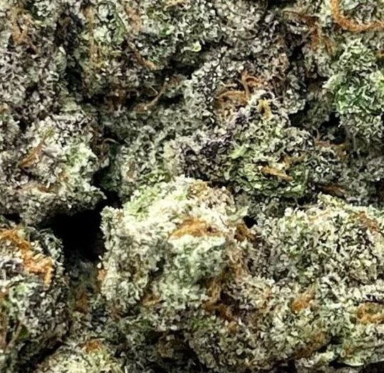 Sherbert Big