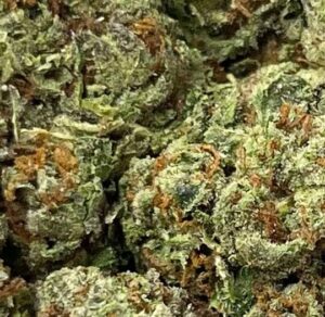 Gelato41 Big