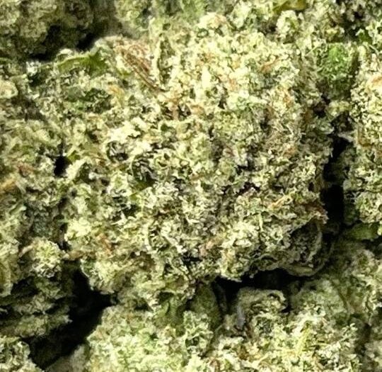 Gelato Small