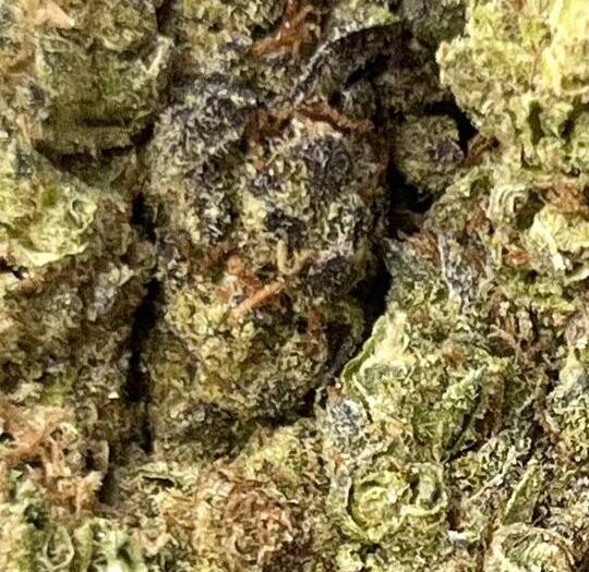 White Rhino Big