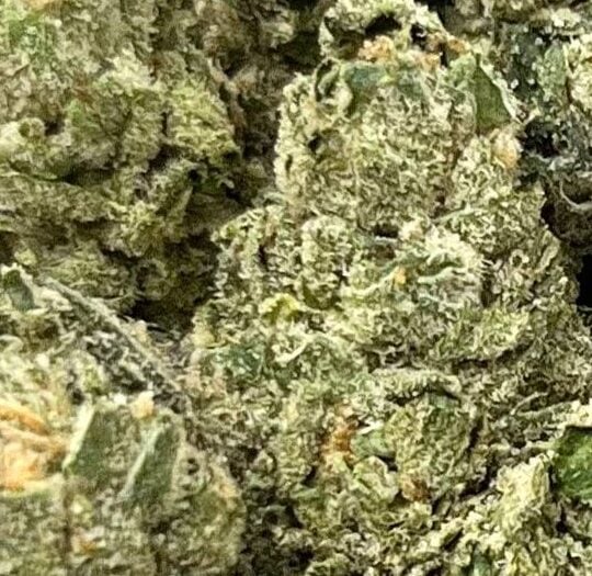 Lemon Cherry Gelato Big