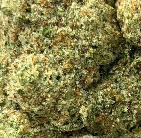 Papaya Punch Big