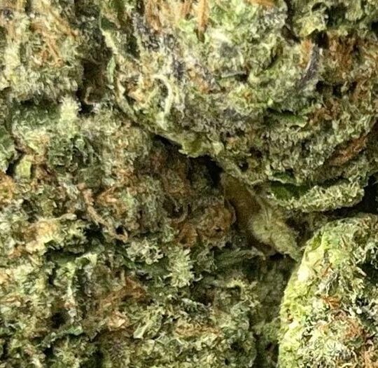 Gelato 33 Big