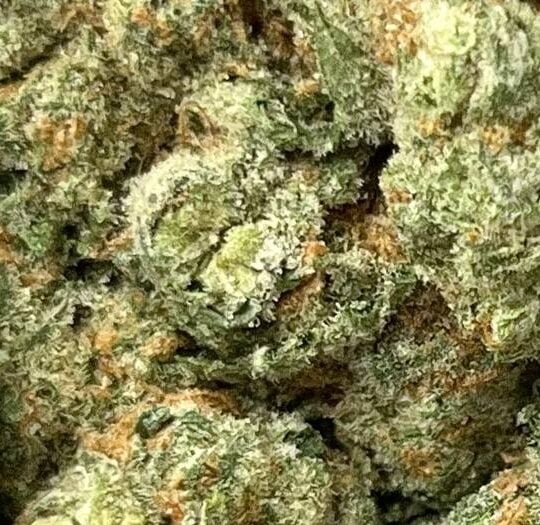 Blue Skunk Big