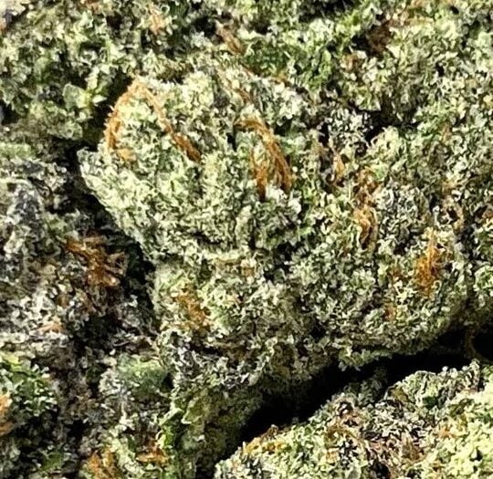 Sherbert Big