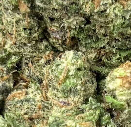Tangie Band Big