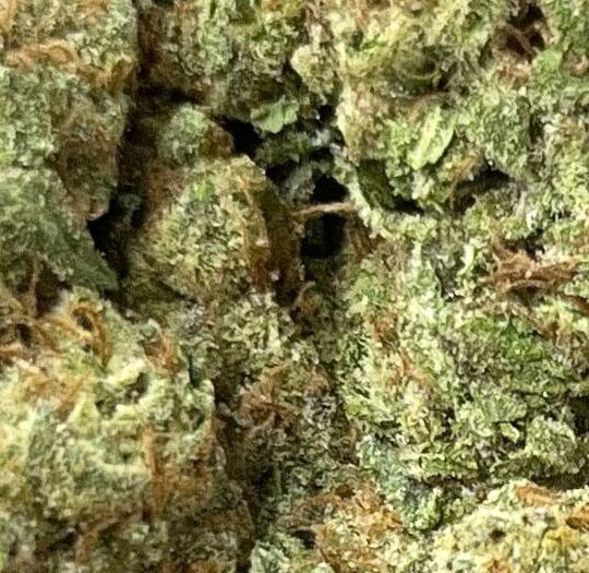 Blueberry Z Big