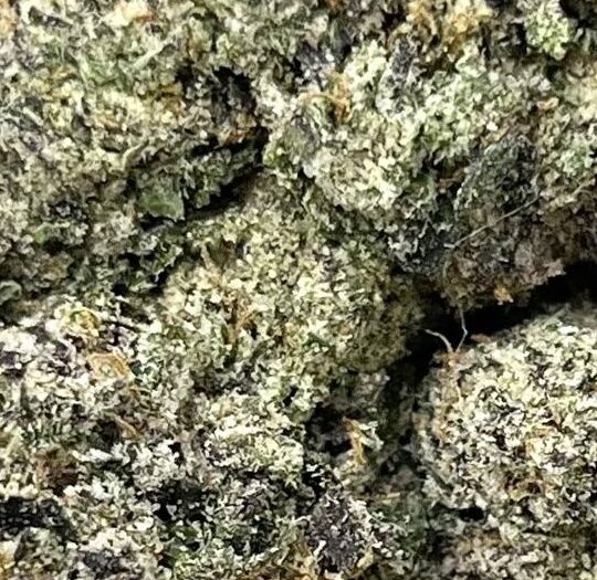 Lemon Cherry Gelato Big