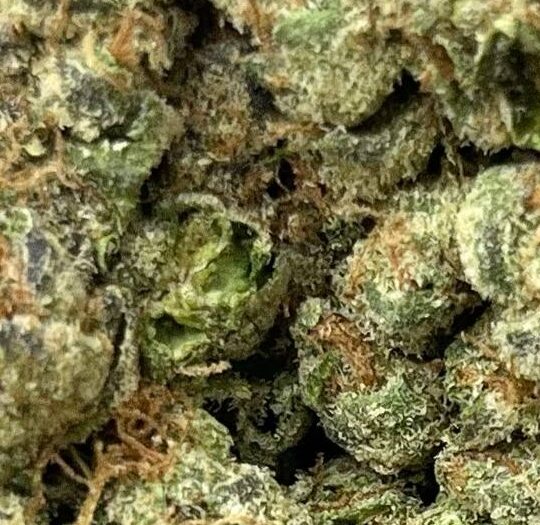 Gelato 41 x Kush Mintz Big