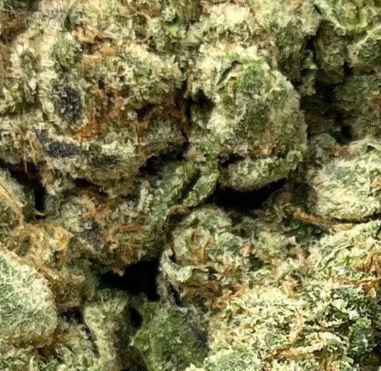 Gelato 41 x Kush mintz Big