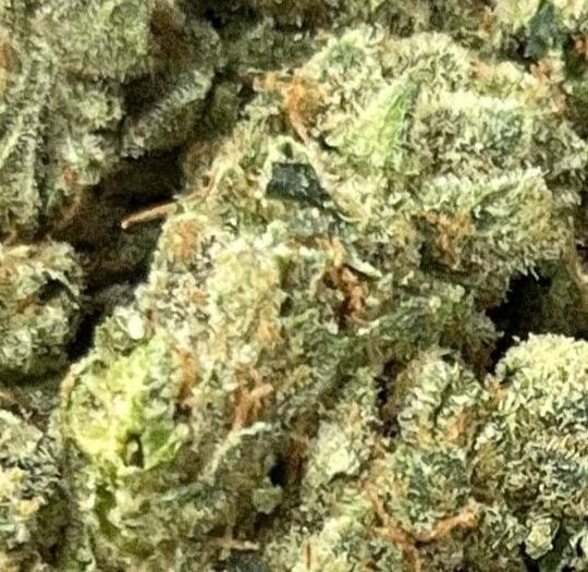 Original Glue Big