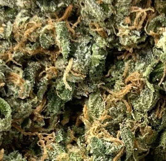 Super Lemon Haze Big