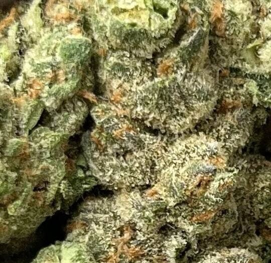 Blue Skunk Big