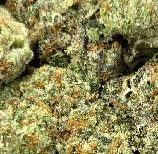 Gelato F1 Big