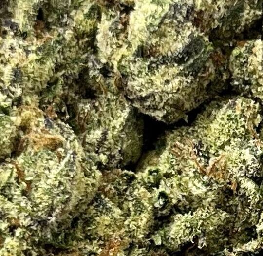 Lemon Cherry Gelato Big
