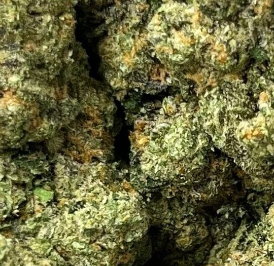 Savannah Haze Big