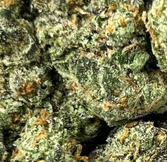 Purple GMO Big