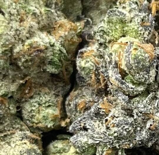 Sherbet Big