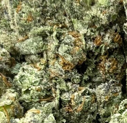 Platinum Lemon Gushers Big