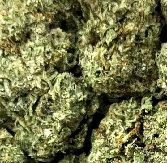 Gelato 25 x Dosido Big